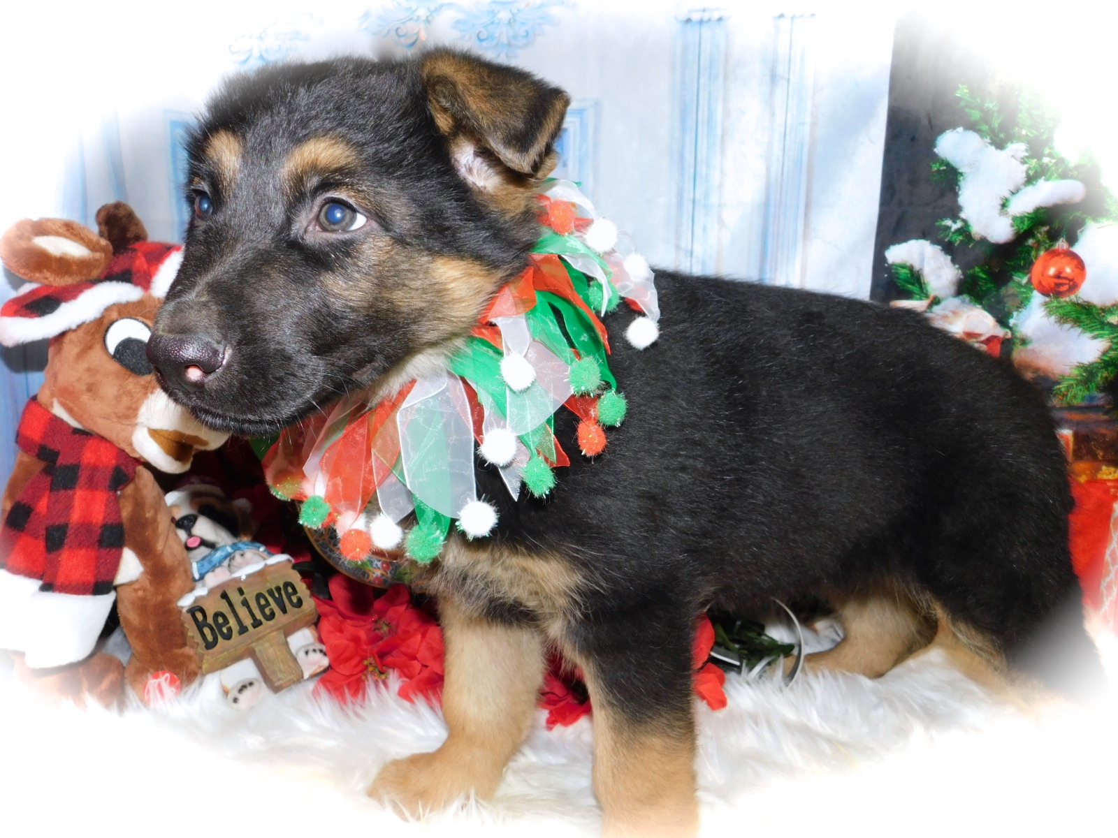 HugAPup The Puppy Specialists